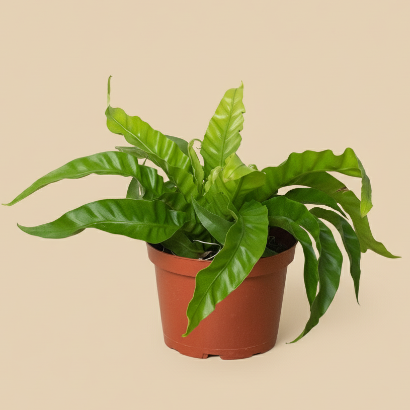 Fern 'Bird's Nest Hurricane'