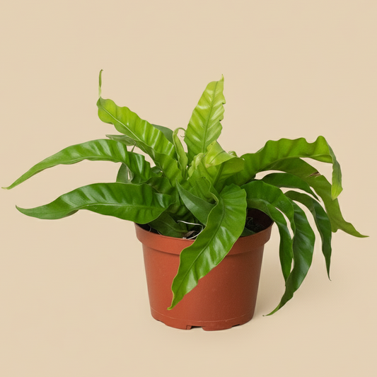 Fern 'Bird's Nest Hurricane'