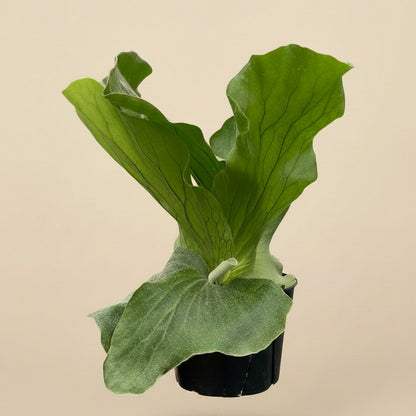 Fern 'Elephant'