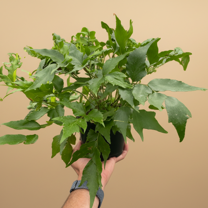 Fern 'Holly'