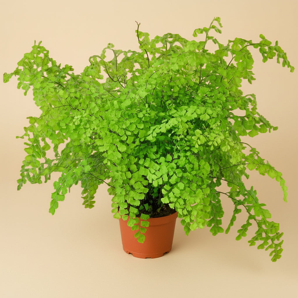 Maidenhair Fern