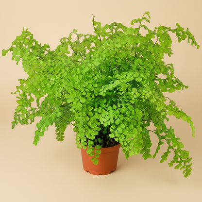 Maidenhair Fern