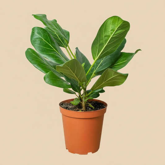 Ficus 'Audrey'