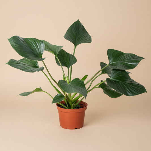 Homalomena 'Emerald Gem'