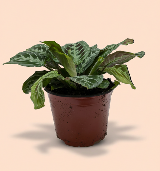 Maranta Black