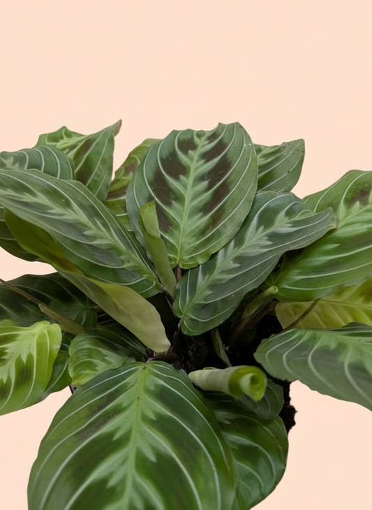 Maranta Black