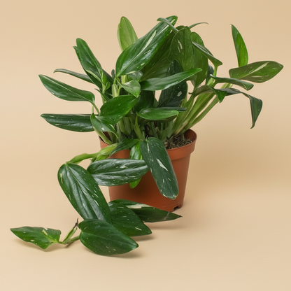 Monstera 'Standeleyana Albo Variegated'