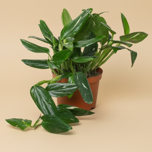 Monstera 'Standeleyana Albo Variegated'