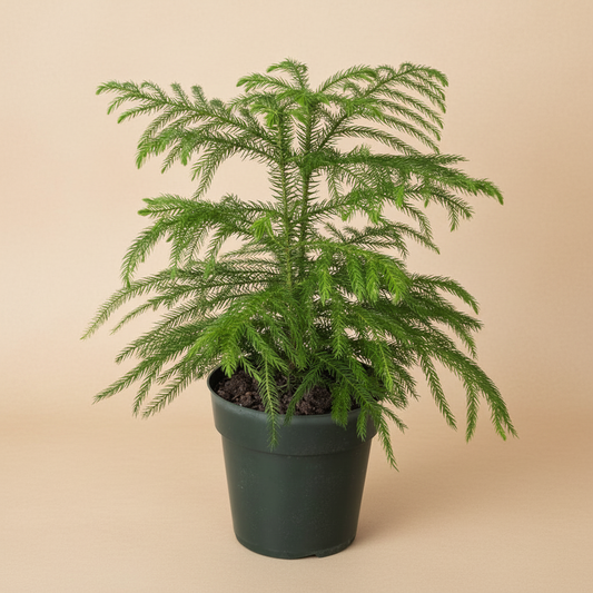 Norfolk 'Island Pine'