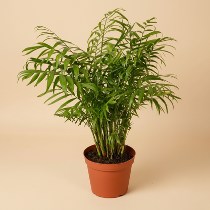 Parlor Palm