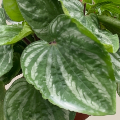 Peperomia Ecuador