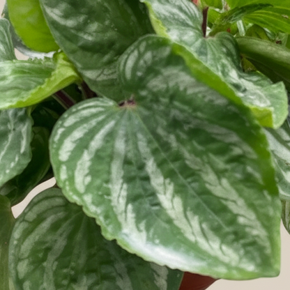 Peperomia Ecuador