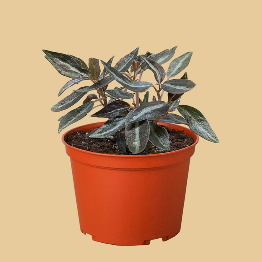 Peperomia 'Metallica'