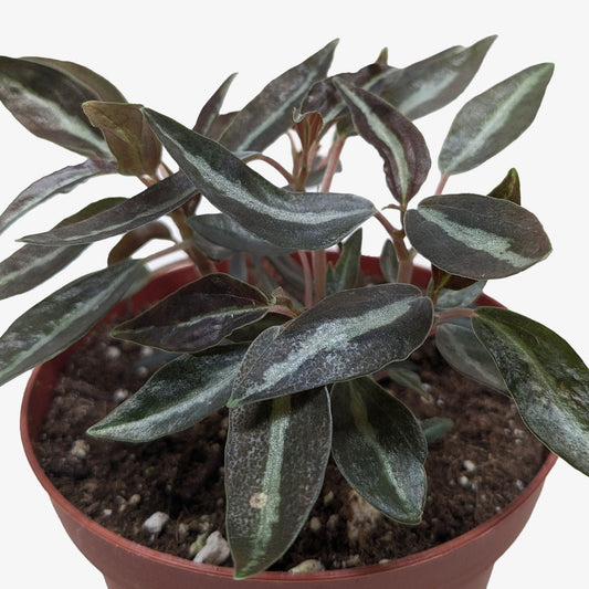 Peperomia 'Metallica'