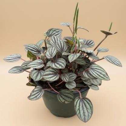 Peperomia 'Picollo Banda'