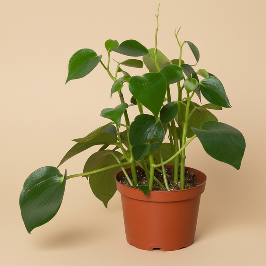 Peperomia 'Raindrop'