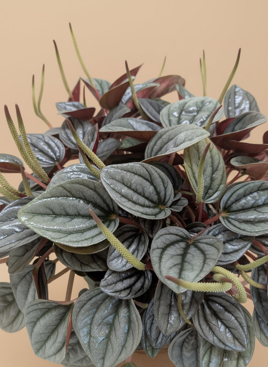Peperomia 'San Marino'