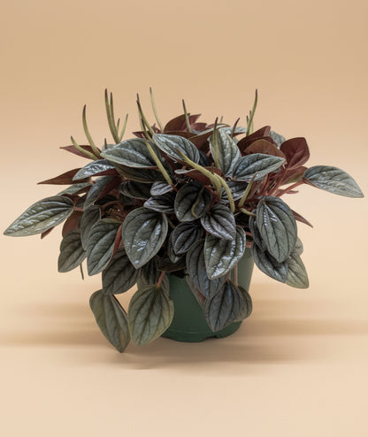 Peperomia 'San Marino'