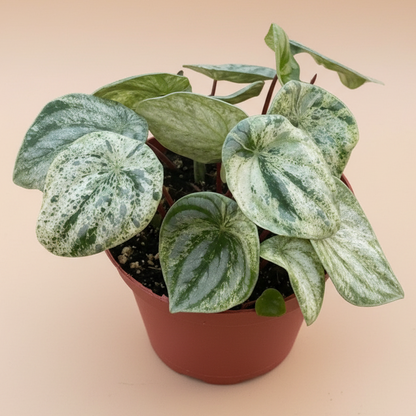 Peperomia 'Watermelon Variegated'