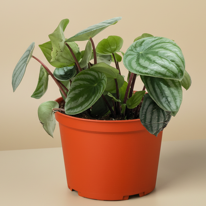 Peperomia Watermelon