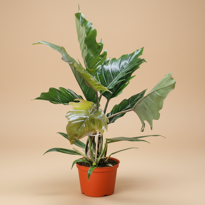 Philodendron Choco Empress
