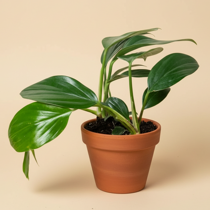 Rhaphidophora ‘Dragon Tail’