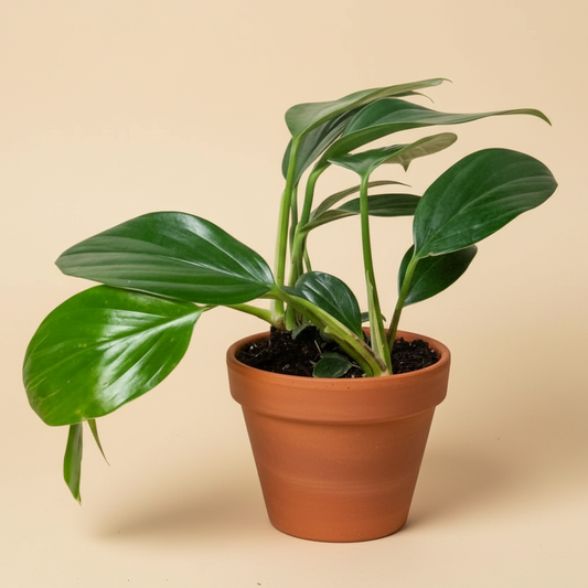 Rhaphidophora ‘Dragon Tail’