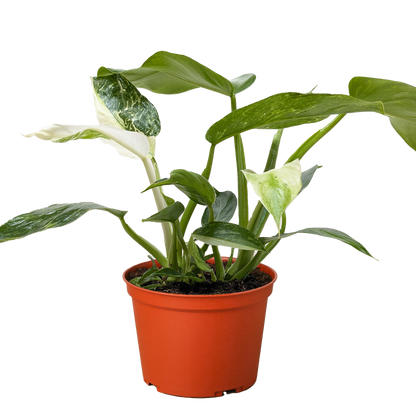 Philodendron Jose Bueno