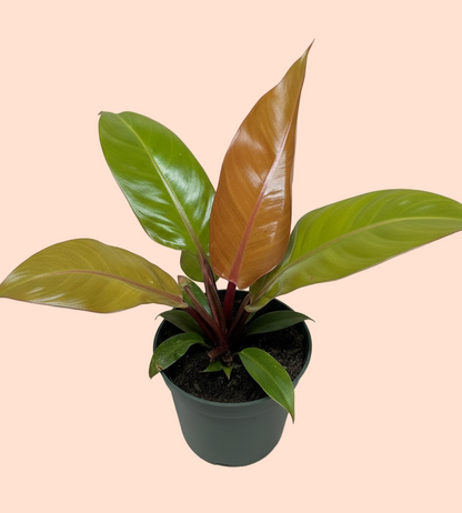 Philodendron 'Prince of Orange'