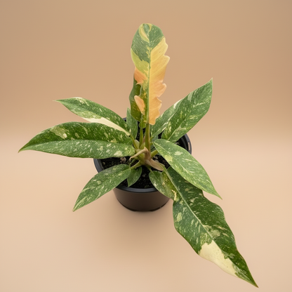 Philodendron Ring of Fire Variegated