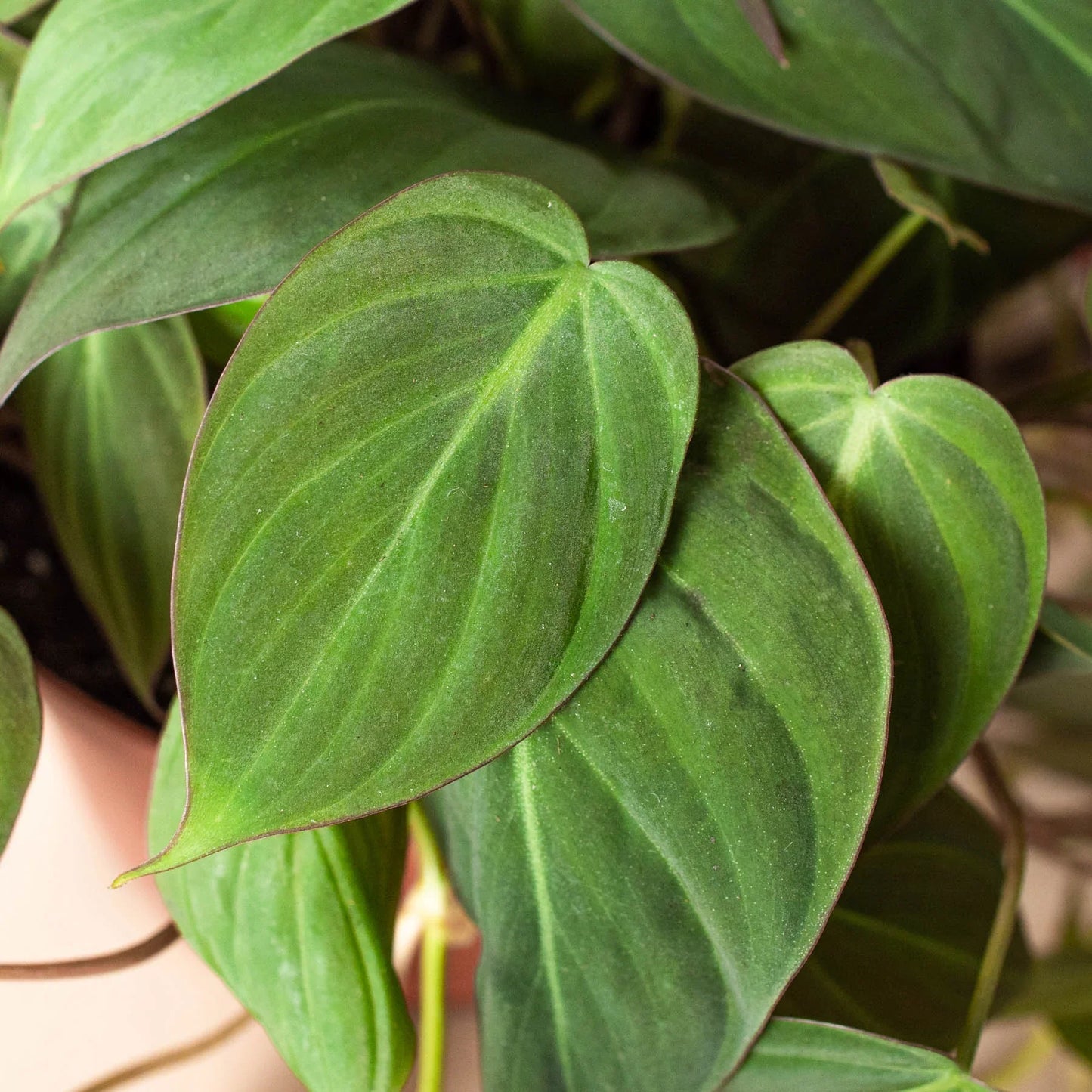Philodendron Micans – Velvet Leaf