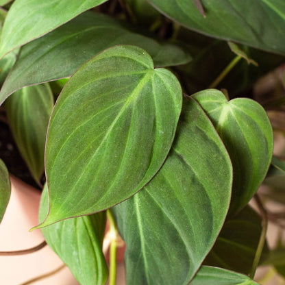 Philodendron Micans – Velvet Leaf