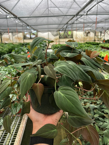 Philodendron Micans – Velvet Leaf