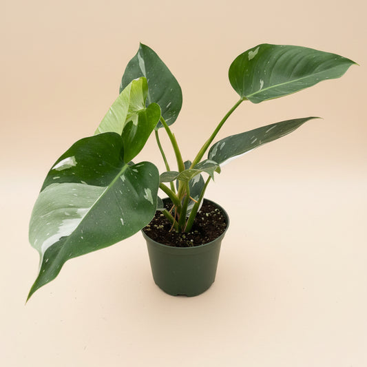 Philodendron 'White Princess'