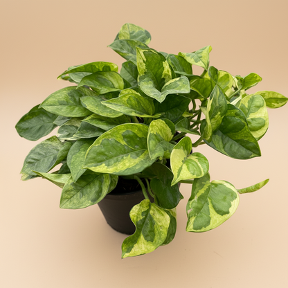 Pothos 'Lemon Meringue'