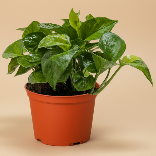 Pothos 'Lemon Top'