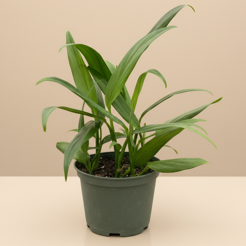 Pothos 'Silver Streak'