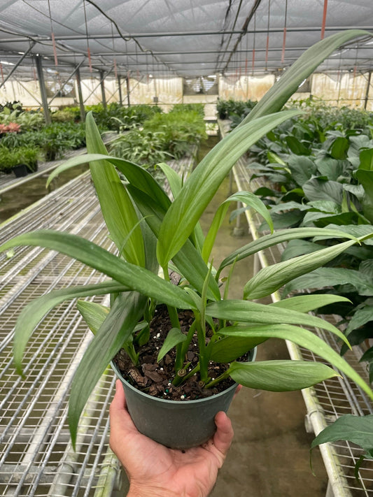 Epipremnum Amplissimum 'Silver Streak'