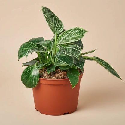 Philodendron 'Birkin'