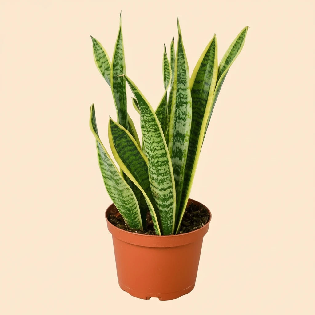 Snake Plant Laurentii