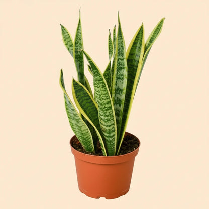 Snake Plant Laurentii