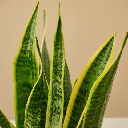 Snake Plant Laurentii