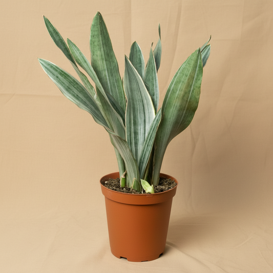 Snake Plant 'Sayuri'