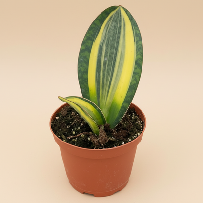 Variegated Shark Fin Snake Plant