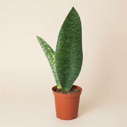 Shark Fin Snake Plant