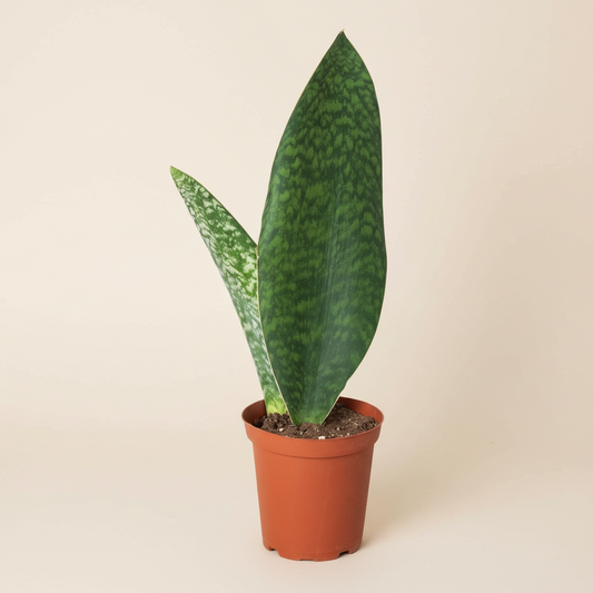Shark Fin Snake Plant