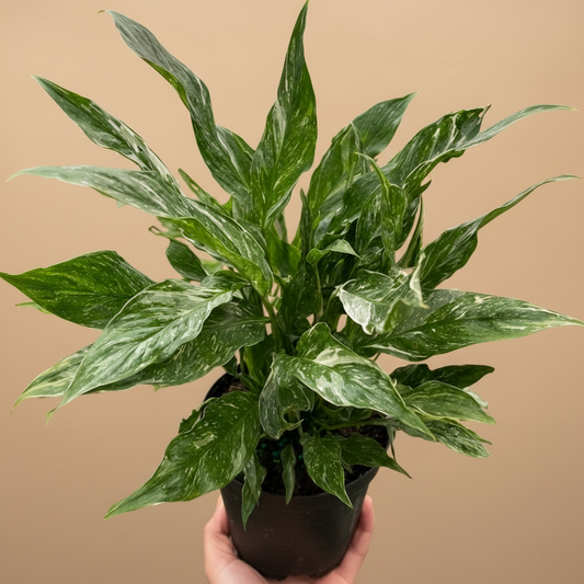 Variegated Spathiphyllum 'Domino'