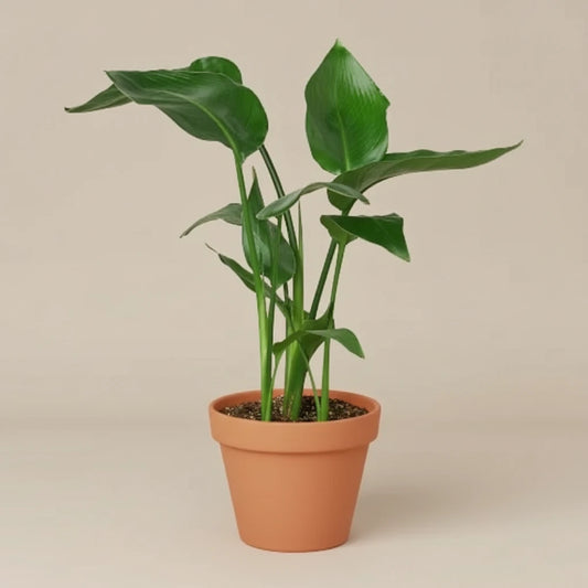 White Bird of Paradise 'Strelitzia Nicolai'