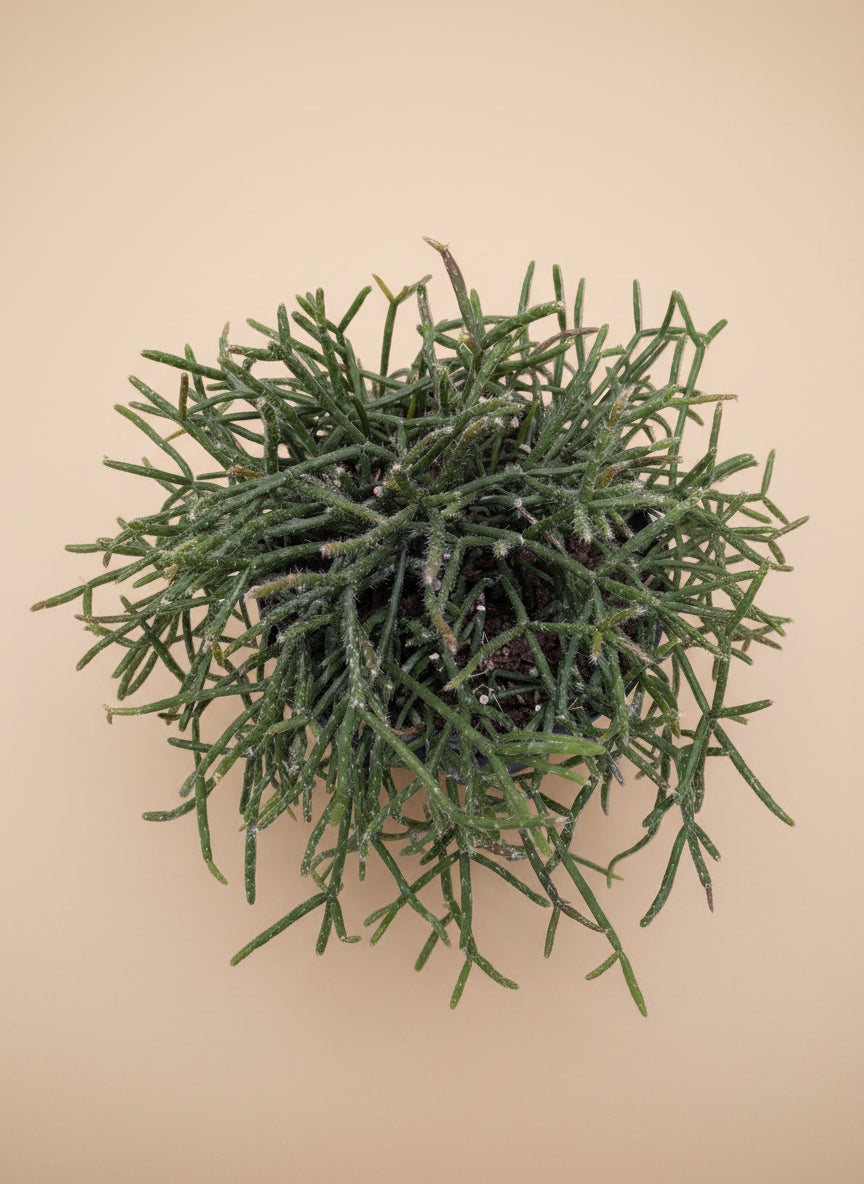 Succulent Cactus 'Mistletoe'