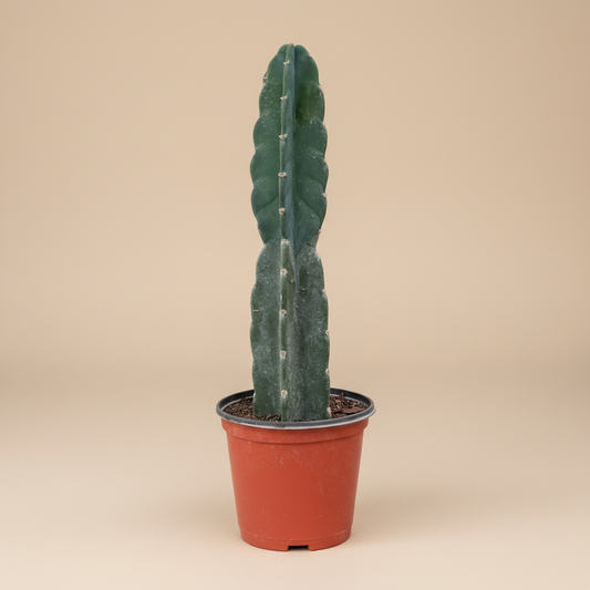 Succulent Cereus Cuddly Cactus